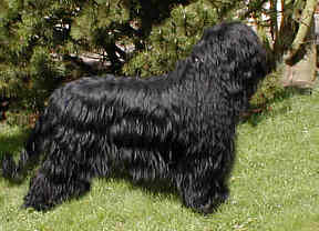 Champion Plum Plum du chateau magic